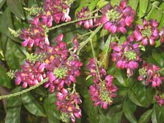 Millettia reticulata Ji Xue Teng Millettia reticulata Ji Xue Teng