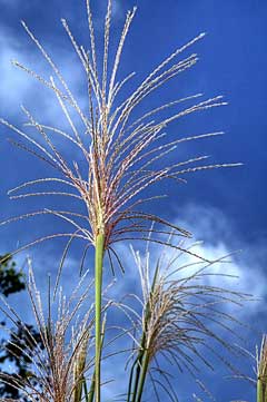Miscanthus floridulus Pacific Island silvergrass, Giant Eulalia Grass, Giant Chinese Silver Grass Miscanthus floridulus Pacific Island silvergrass, Giant Eulalia Grass, Giant Chinese Silver Grass