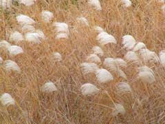 Miscanthus sacchariflorus Amur Silver Grass Miscanthus sacchariflorus Amur Silver Grass