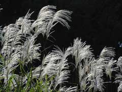 Miscanthus sacchariflorus Amur Silver Grass Miscanthus sacchariflorus Amur Silver Grass