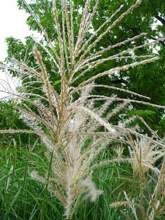 Miscanthus sinensis Eulalia, Chinese silvergrass, Silver Feather, Eulalia Grass, Japanese Silver Grass, Ornamental Grass Miscanthus sinensis Eulalia, Chinese silvergrass, Silver Feather, Eulalia Grass, Japanese Silver Grass, Ornamental Grass
