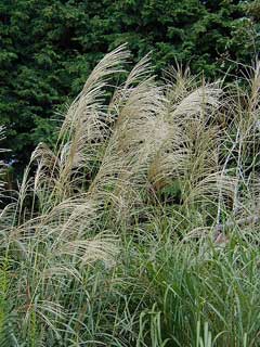 Miscanthus sinensis Eulalia, Chinese silvergrass, Silver Feather, Eulalia Grass, Japanese Silver Grass, Ornamental Grass Miscanthus sinensis Eulalia, Chinese silvergrass, Silver Feather, Eulalia Grass, Japanese Silver Grass, Ornamental Grass