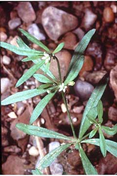 Mollugo verticillata Indian Chickweed, Green carpetweed