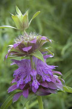Monarda citriodora Lemon Bergamot, Lemon beebalm. Lemon Mint Monarda citriodora Lemon Bergamot, Lemon beebalm. Lemon Mint