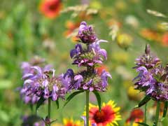 Monarda citriodora Lemon Bergamot, Lemon beebalm. Lemon Mint Monarda citriodora Lemon Bergamot, Lemon beebalm. Lemon Mint
