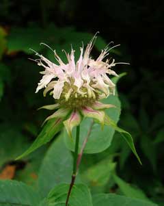 Monarda clinopodia White Basil-Balm, White bergamot Monarda clinopodia White Basil-Balm, White bergamot