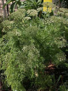 Monizia edulis Carrot Tree Monizia edulis Carrot Tree