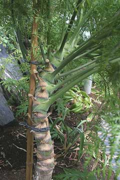 Monizia edulis Carrot Tree Monizia edulis Carrot Tree