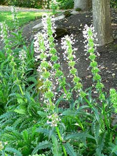 Morina longifolia Whorlflower Morina longifolia Whorlflower
