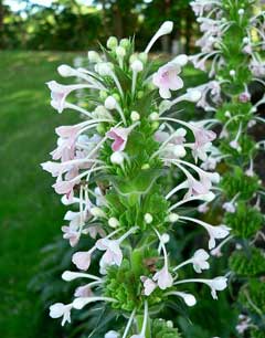 Morina longifolia Whorlflower Morina longifolia Whorlflower
