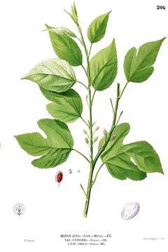 Morus_alba White Mulberry, Common Mulberry,
