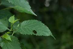 Morus australis Korean Mulberry, Aino Mulberry Morus australis Korean Mulberry, Aino Mulberry