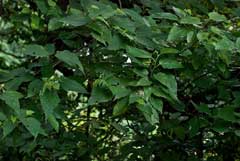 Morus australis Korean Mulberry, Aino Mulberry Morus australis Korean Mulberry, Aino Mulberry