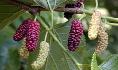 Morus macroura Himalayan Mulberry Morus macroura Himalayan Mulberry