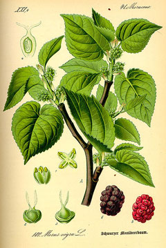 Morus nigra Black Mulberry