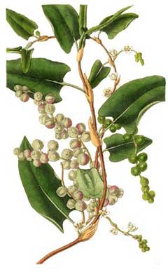 Muehlenbeckia adpressa Muehlenbeckia adpressa