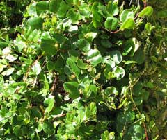 Muehlenbeckia adpressa Muehlenbeckia adpressa