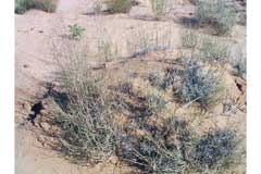 Muhlenbergia pungens Praire Dropseed, Sandhill muhly
