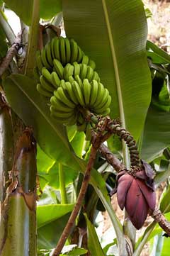 Musa_acuminata Dwarf Banana, Edible banana