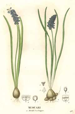Muscari botryoides Italian Grape Hyacinth, Common grape hyacinth, White Grape Hyacinth