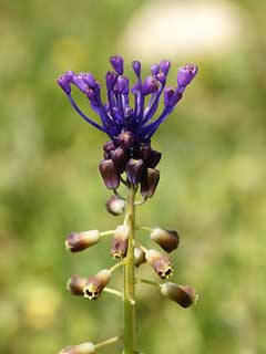 Muscari comosum Tassel Hyacinth, Tassel grape hyacinth