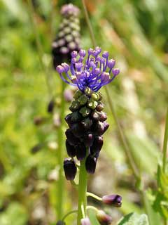 Muscari comosum Tassel Hyacinth, Tassel grape hyacinth Muscari comosum Tassel Hyacinth, Tassel grape hyacinth