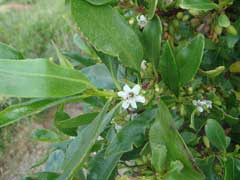 Myoporum laetum Ngaio, Ngaio tree, Mousehole Tree Myoporum laetum Ngaio, Ngaio tree, Mousehole Tree