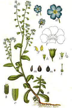 Myosotis scorpioides Water Forget-Me-Not, True forget-me-not Myosotis scorpioides Water Forget-Me-Not, True forget-me-not