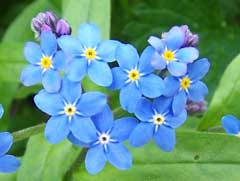 Myosotis scorpioides Water Forget-Me-Not, True forget-me-not