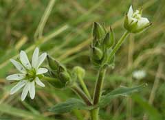 Myosoton aquaticum Water Chickweed, Giantchickweed Myosoton aquaticum Water Chickweed, Giantchickweed