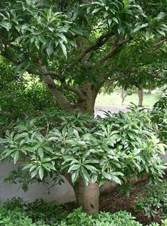Myrica rubra Chinese Bayberry Myrica rubra Chinese Bayberry