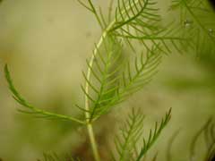 Myriophyllum spicatum Water Milfoil, Eurasian watermilfoil Myriophyllum spicatum Water Milfoil, Eurasian watermilfoil