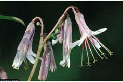 Nabalus albus White Lettuce Nabalus albus White Lettuce