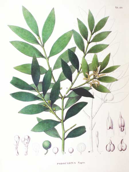 Nageia nagi Nagi, Nagi Podocarpus, Broadleaf Podocarpus Nageia nagi Nagi, Nagi Podocarpus, Broadleaf Podocarpus