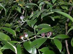 Nageia nagi Nagi, Nagi Podocarpus, Broadleaf Podocarpus Nageia nagi Nagi, Nagi Podocarpus, Broadleaf Podocarpus