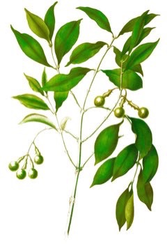 Nageia wallichiana Nageia Nageia wallichiana Nageia