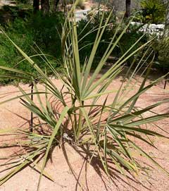 Nannorrhops ritchiana Mazari Palm Nannorrhops ritchiana Mazari Palm