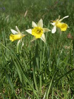 Narcissus_pseudonarcissus Wild Daffodil, Daffodil