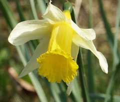 Narcissus pseudonarcissus Wild Daffodil, Daffodil Narcissus pseudonarcissus Wild Daffodil, Daffodil