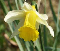 Narcissus_pseudonarcissus Wild Daffodil, Daffodil
