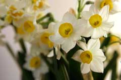 Narcissus tazetta Bunchflower Daffodil, Cream narcissus Narcissus tazetta Bunchflower Daffodil, Cream narcissus
