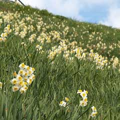 Narcissus_tazetta Bunchflower Daffodil, Cream narcissus
