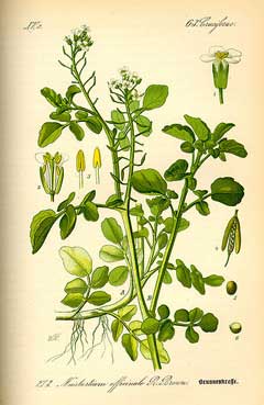 Nasturtium officinale Watercress