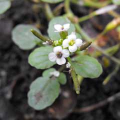 Nasturtium officinale Watercress