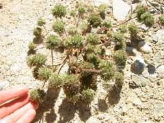 Navarretia squarrosa Skunk Weed, Skunkbush Navarretia squarrosa Skunk Weed, Skunkbush