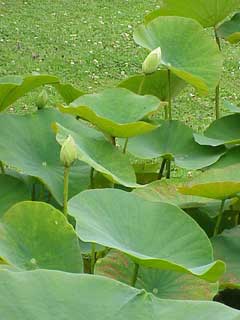 Nelumbo lutea American Water Lotus