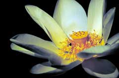 Nelumbo lutea American Water Lotus