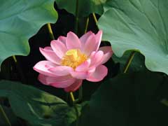 Nelumbo_nucifera Sacred Water Lotus, Sacred lotus
