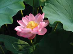 Nelumbo nucifera Sacred Water Lotus, Sacred lotus Nelumbo nucifera Sacred Water Lotus, Sacred lotus