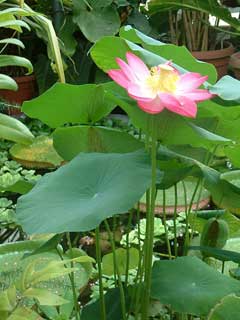 Nelumbo nucifera Sacred Water Lotus, Sacred lotus Nelumbo nucifera Sacred Water Lotus, Sacred lotus